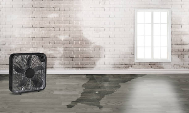 Best Water damage restoration near me  in Diamond, IL